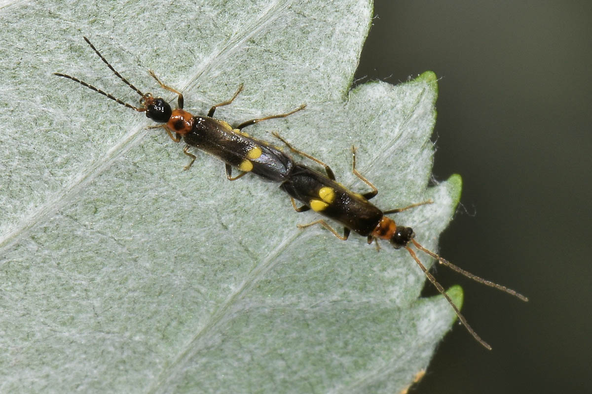 Cantharidae:  Malthodes sp?  S, Malthodes cfr. minimus